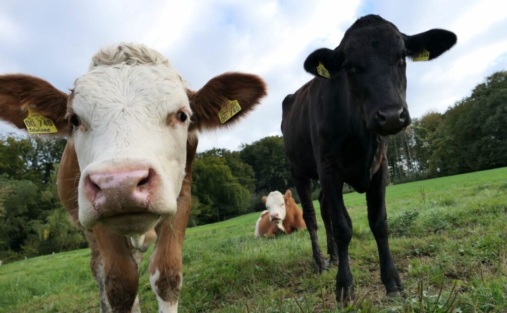 Artgerechte Weidehaltung; Bergisches Rindfleisch; Hof Herkenhähn